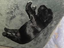 chiot schnauzer nain mâle - Photo 5