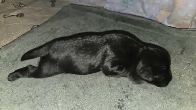 chiot schnauzer nain mâle - Photo 6