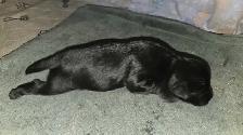 chiot schnauzer nain mâle - Photo 6