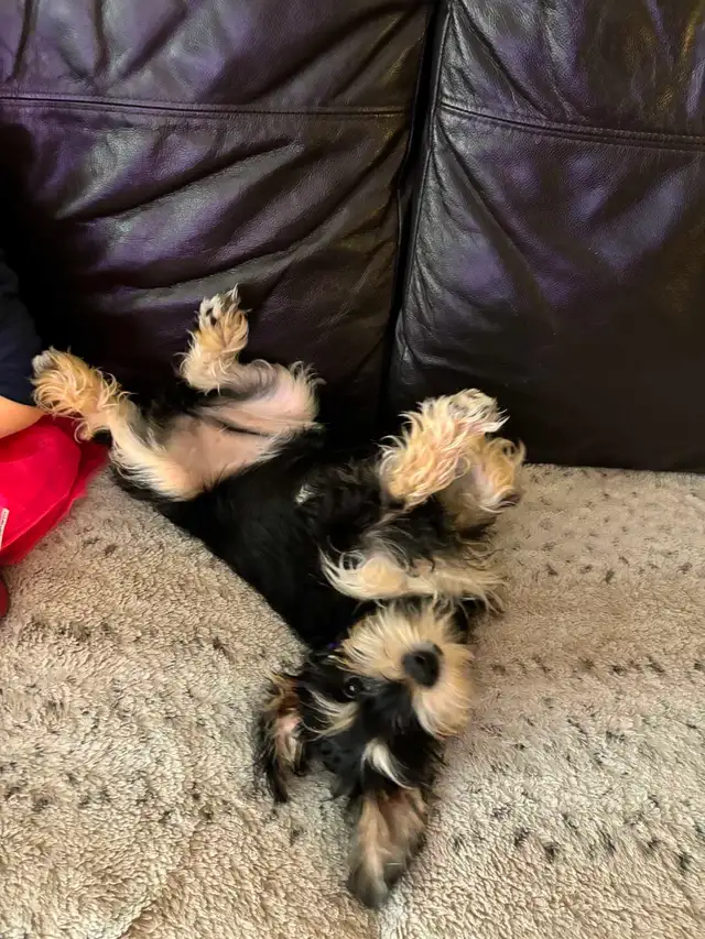 chiot schnauzer nain mâle - Photo 7