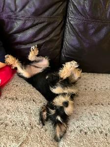 chiot schnauzer nain mâle - Photo 7
