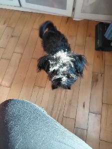 chiot schnauzer nain mâle - Photo 8