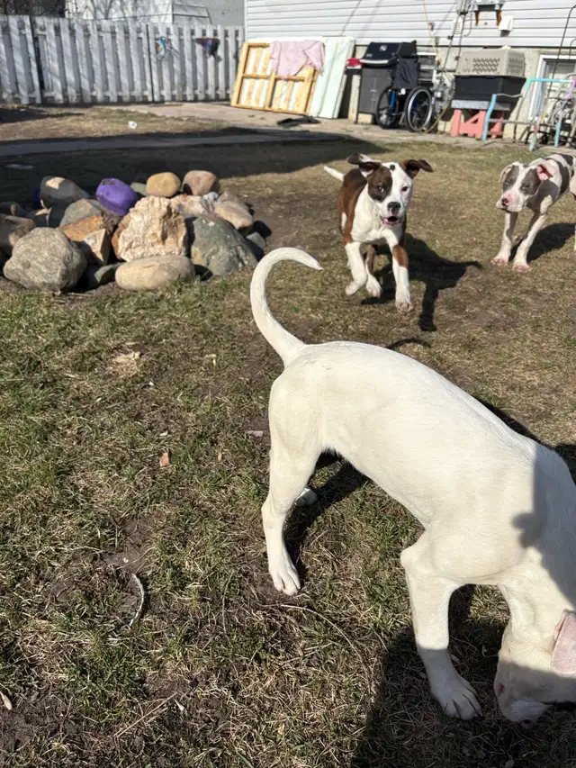 beautiful puppies