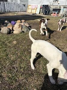 beautiful puppies