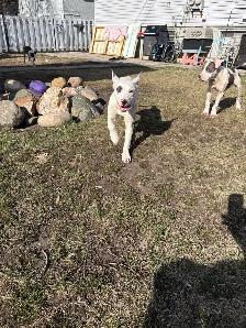 beautiful puppies - Photo 2