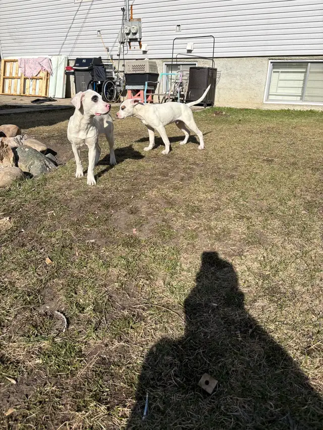 beautiful puppies - Photo 3