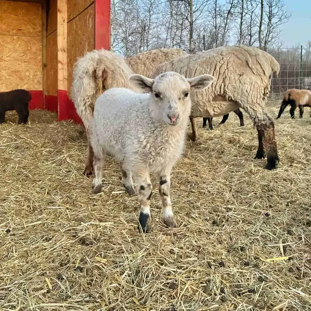 Tunis cross Ewe Lamb