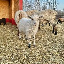 Tunis cross Ewe Lamb