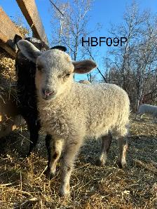 Tunis cross Ewe Lamb - Photo 2