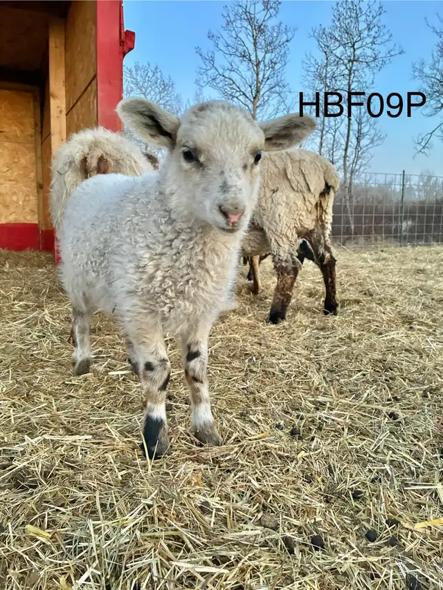 Tunis cross Ewe Lamb - Photo 3