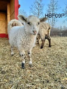 Tunis cross Ewe Lamb - Photo 3