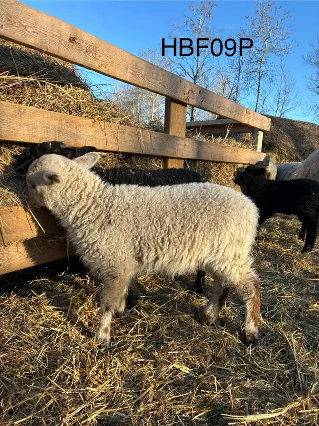 Tunis cross Ewe Lamb - Photo 4