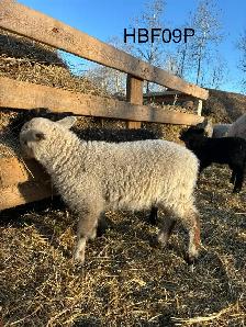 Tunis cross Ewe Lamb - Photo 4