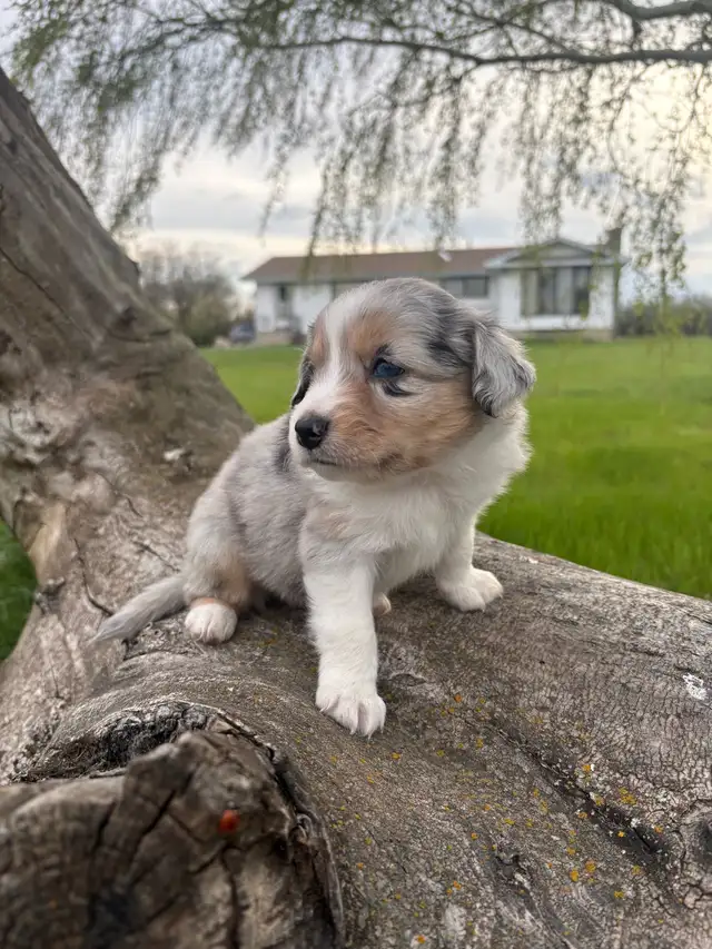 Mini/toy Australian shepherd Puppies