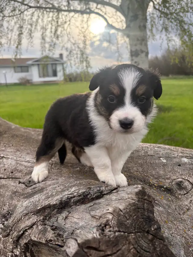 Mini/toy Australian shepherd Puppies - Photo 2