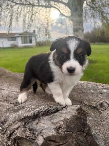 Mini/toy Australian shepherd Puppies - Photo 2