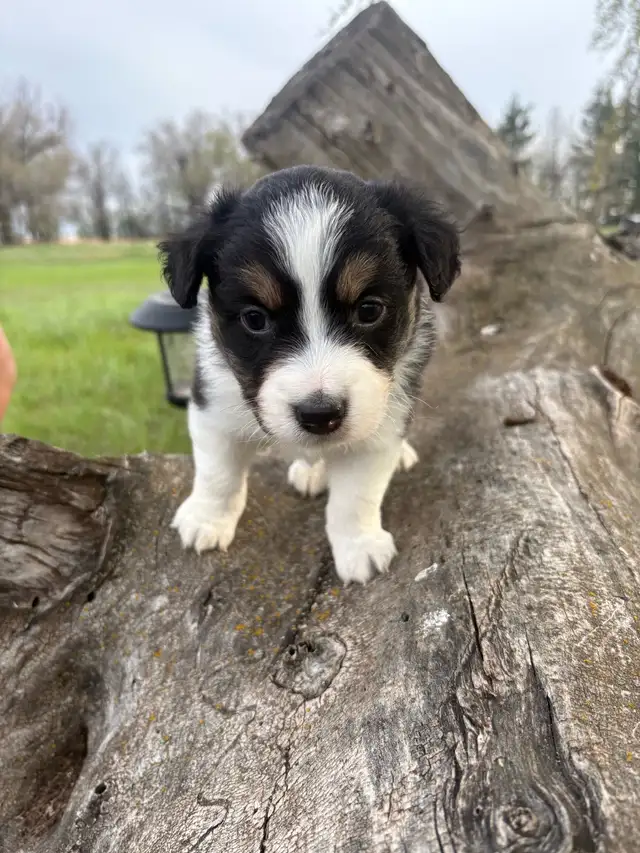 Mini/toy Australian shepherd Puppies - Photo 3