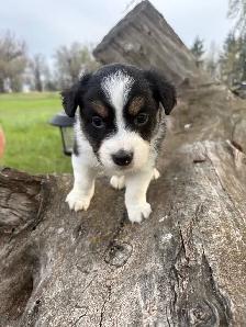 Mini/toy Australian shepherd Puppies - Photo 3