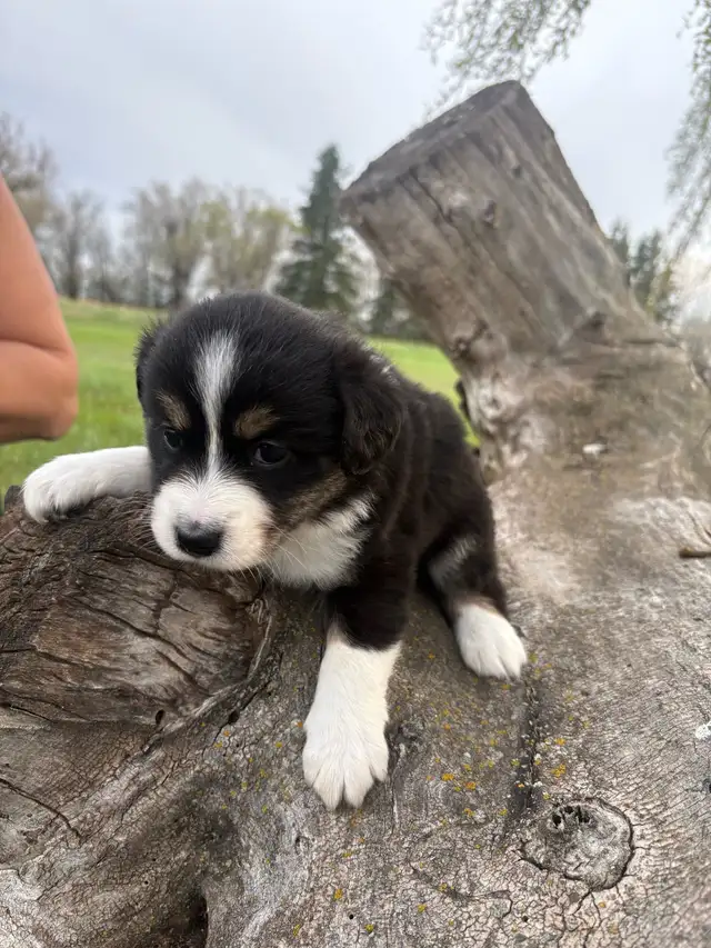 Mini/toy Australian shepherd Puppies - Photo 4