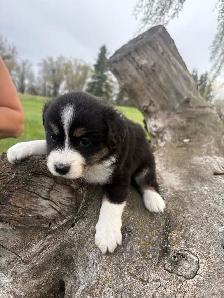 Mini/toy Australian shepherd Puppies - Photo 4