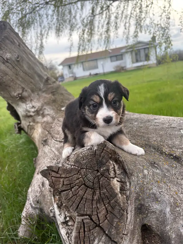 Mini/toy Australian shepherd Puppies - Photo 5