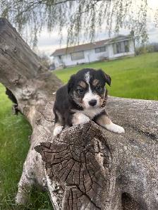 Mini/toy Australian shepherd Puppies - Photo 5