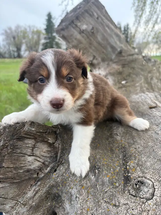 Mini/toy Australian shepherd Puppies - Photo 6