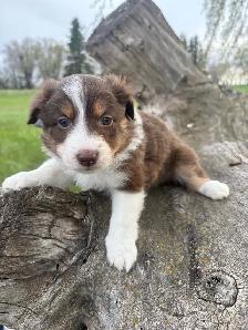 Mini/toy Australian shepherd Puppies - Photo 6