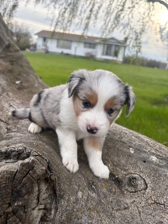 Mini/toy Australian shepherd Puppies - Photo 7