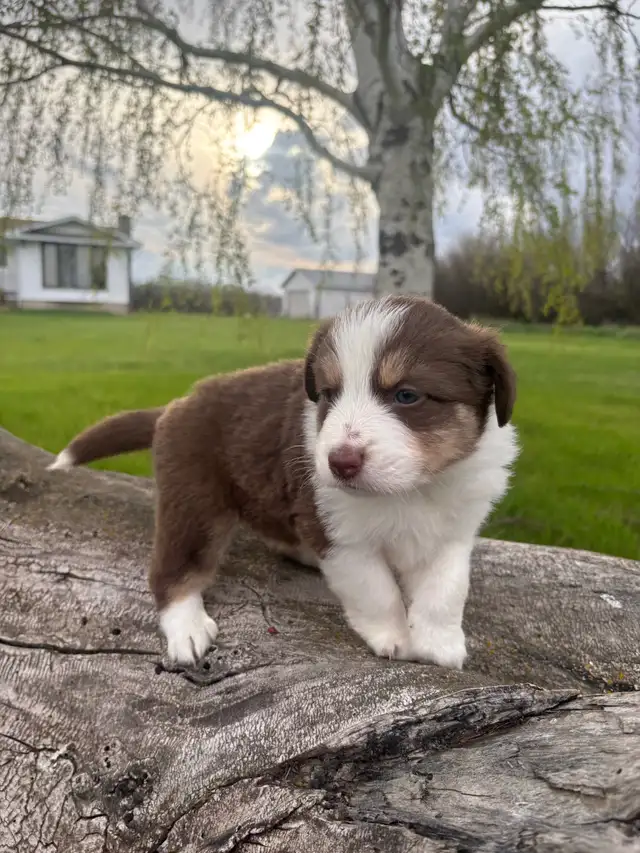 Mini/toy Australian shepherd Puppies - Photo 8