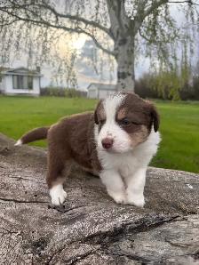 Mini/toy Australian shepherd Puppies - Photo 8