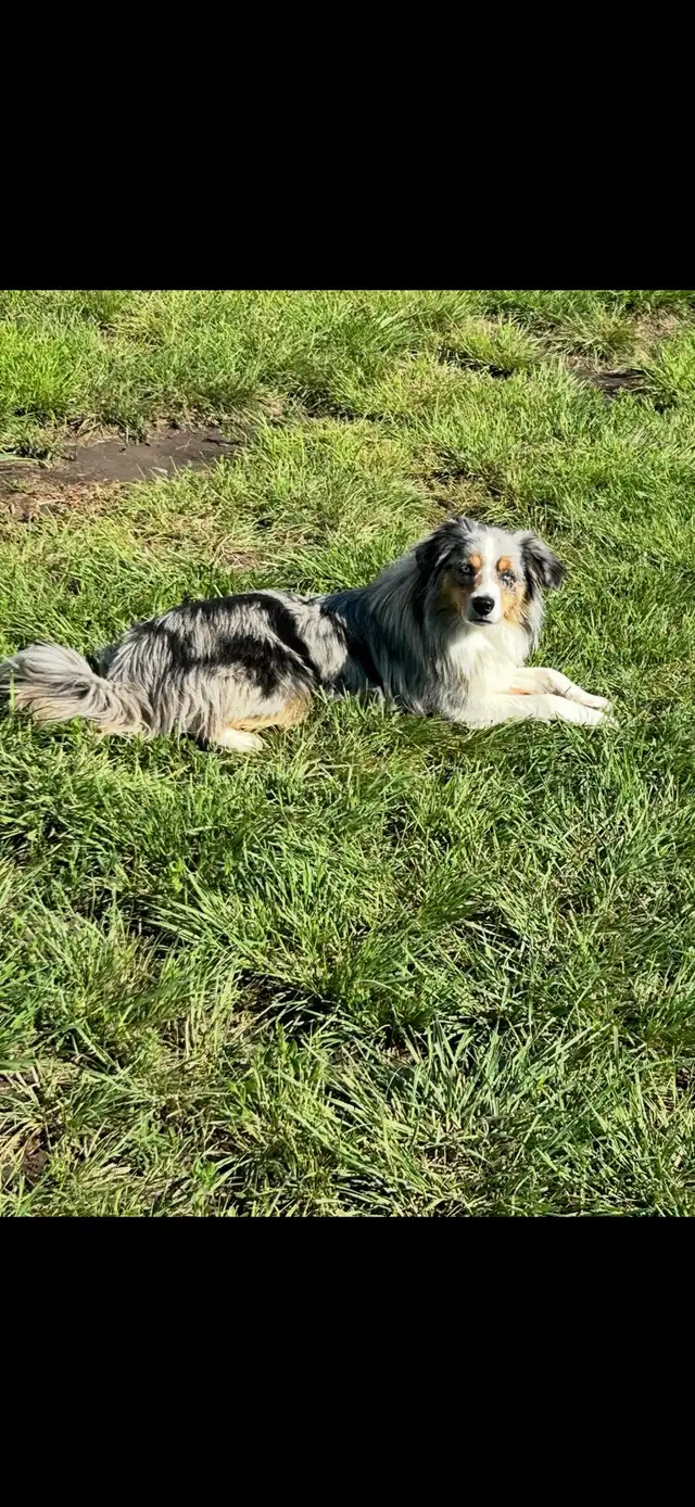 Mini/toy Australian shepherd Puppies - Photo 10