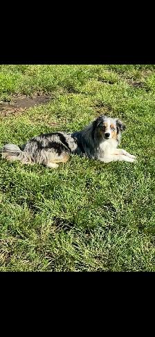 Mini/toy Australian shepherd Puppies - Photo 10