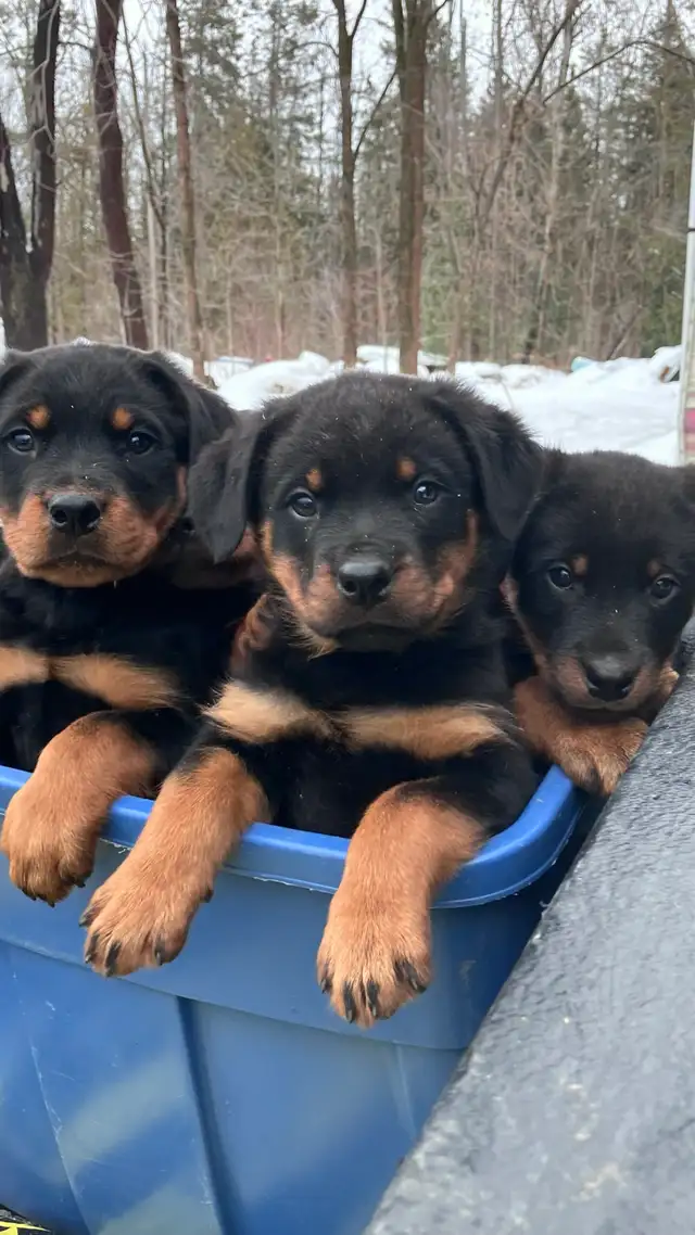 purebred Rottweiler puppies