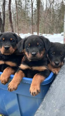 purebred Rottweiler puppies