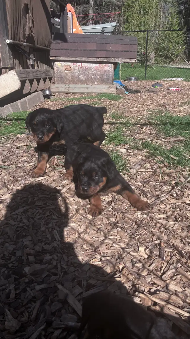 purebred Rottweiler puppies - Photo 2