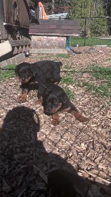 purebred Rottweiler puppies - Photo 2