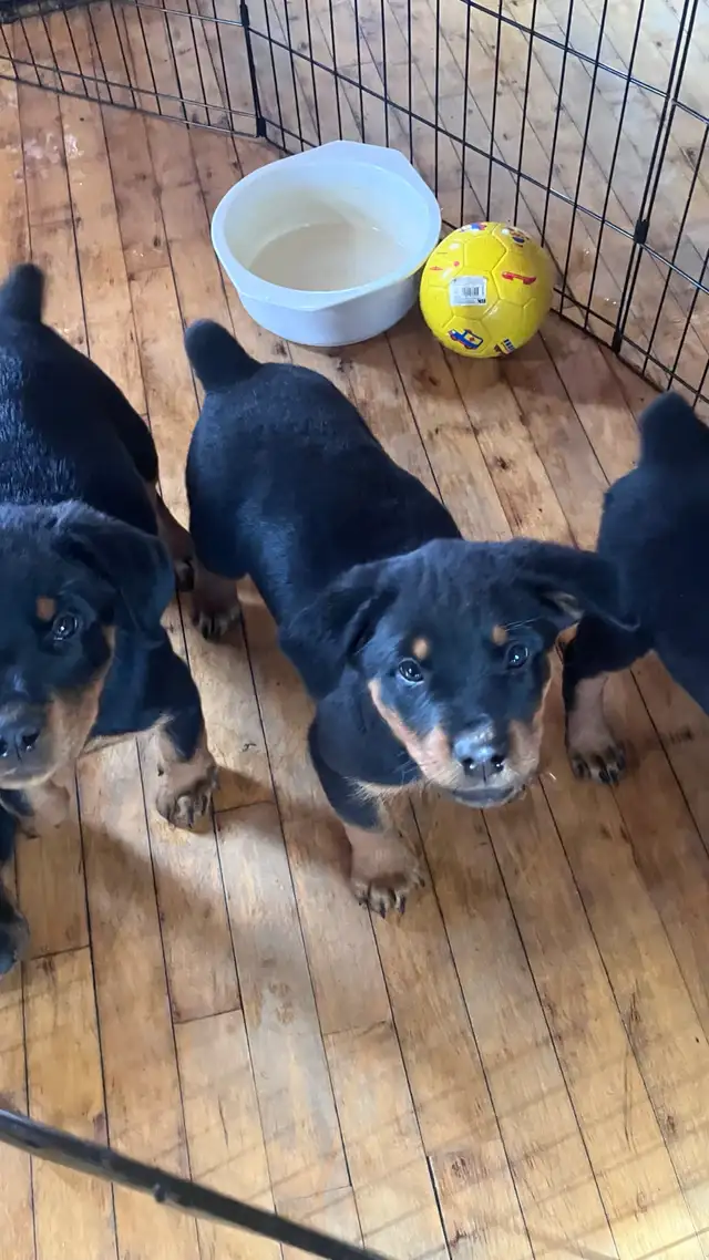 purebred Rottweiler puppies - Photo 3