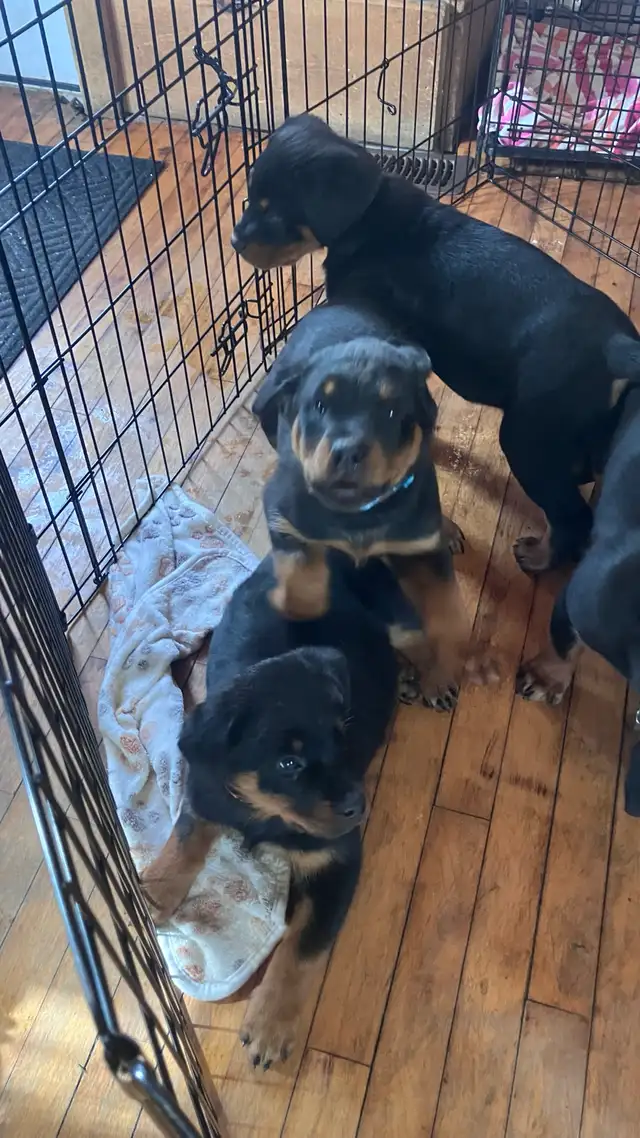 purebred Rottweiler puppies - Photo 4