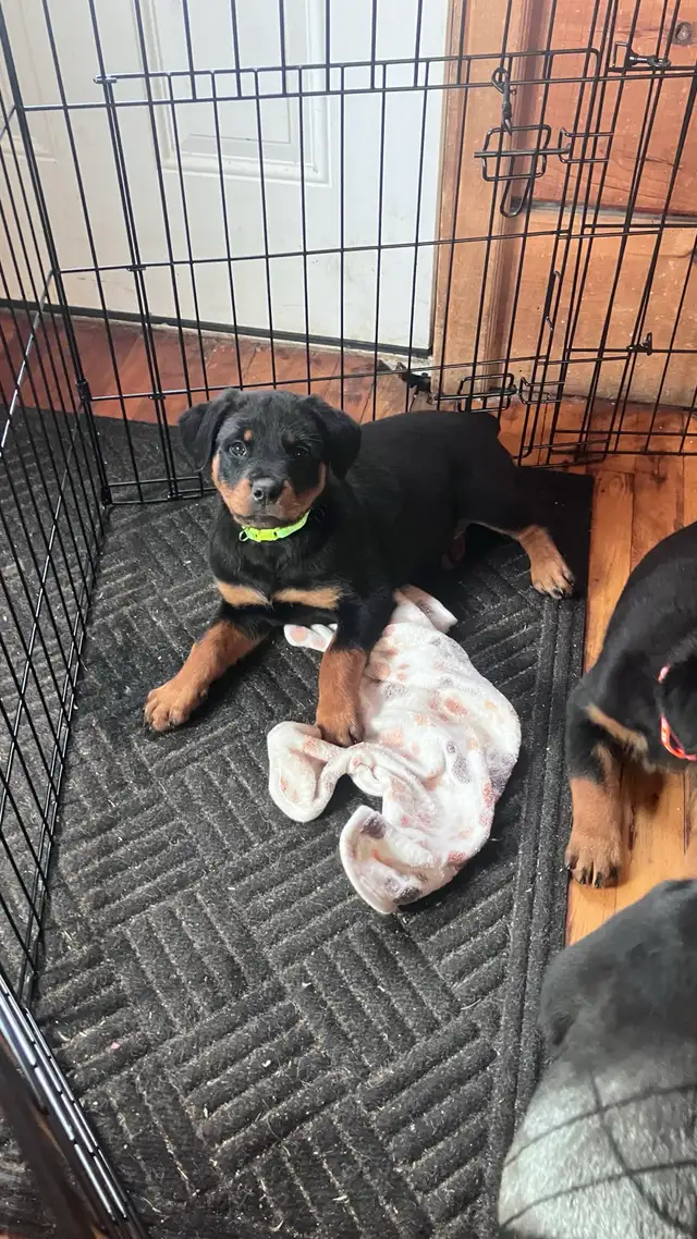 purebred Rottweiler puppies - Photo 5