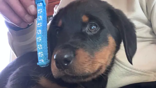 purebred Rottweiler puppies - Photo 6