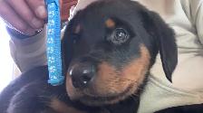 purebred Rottweiler puppies - Photo 6