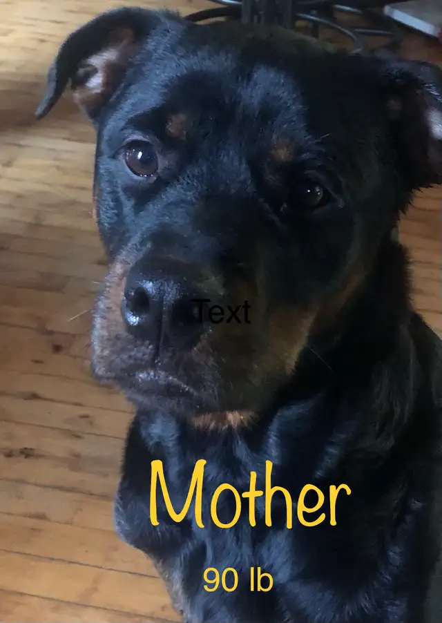 purebred Rottweiler puppies - Photo 7