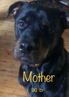 purebred Rottweiler puppies - Photo 7