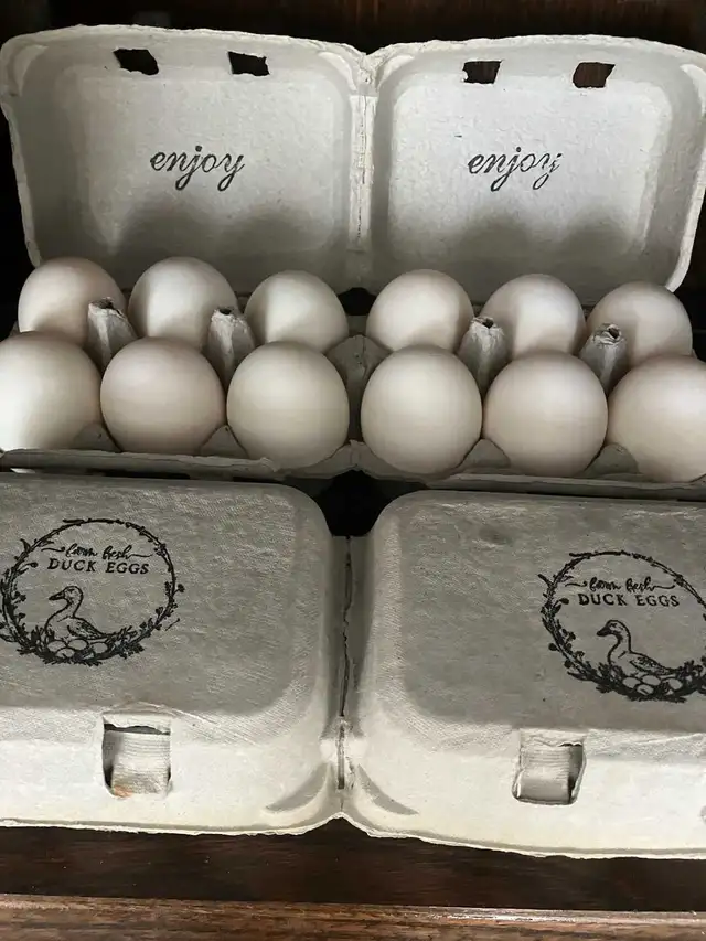 Duck eggs