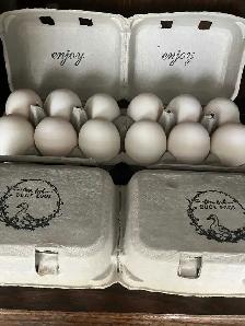 Duck eggs