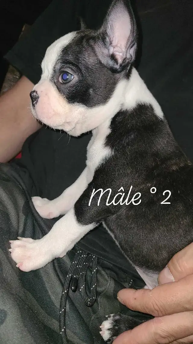 Frenchtons 7 Magnifiques puppies Disponibles