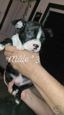 Frenchtons 7 Magnifiques puppies Disponibles - Photo 2