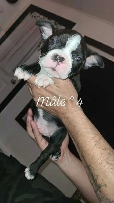 Frenchtons 7 Magnifiques puppies Disponibles - Photo 3