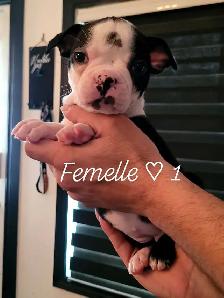 Frenchtons 7 Magnifiques puppies Disponibles - Photo 4